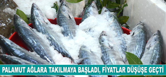 Palamut ağlara takılmaya başladı, fiyatlar düşüşe geçti