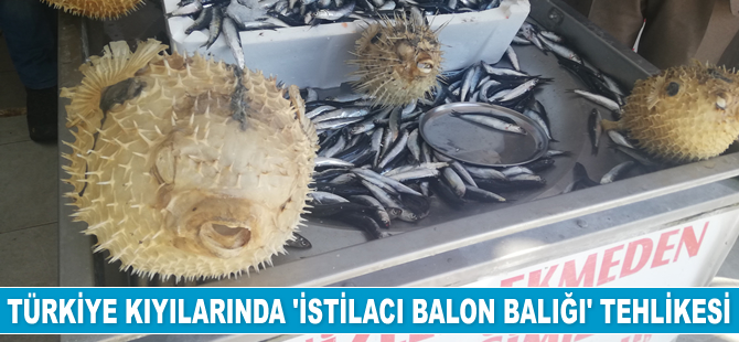 Türkiye kıyılarında ‘istilacı balon balığı’ tehlikesi yaşanıyor