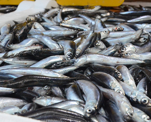 Sinop'ta tezgahlarda hamsinin fiyatı dibi gördü