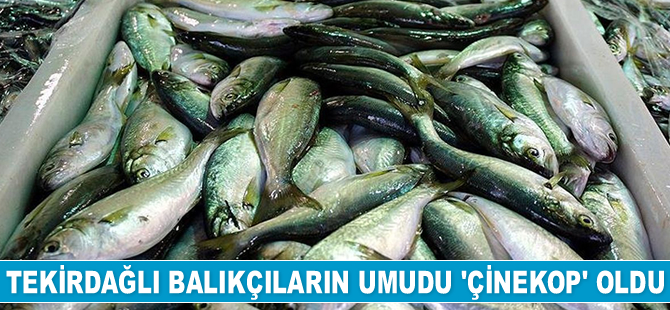 Tekirdağlı balıkçıların umudu 'çinekop' oldu