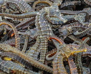 Peru'da 12,3 milyon kurutulmuş denizatı ele geçirildi