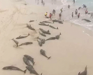 Yeşil Burun Adaları’nda onlarca yunus kıyıya vurdu