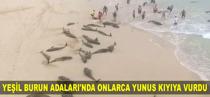 Yeşil Burun Adaları’nda onlarca yunus kıyıya vurdu