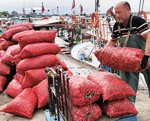 Karadenizli balıkçılar deniz salyangozuna yöneldi