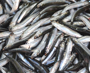 Balıkçılar umudunu hamsiye bağladı