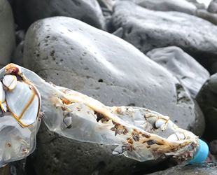Plastik atıklar erişilemeyen Ada'ya ulaştı
