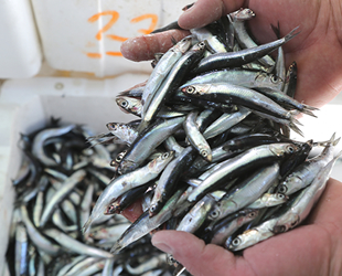 Denizdeki bereket tezgahlara yansıdı, vatandaşın yüzü güldü