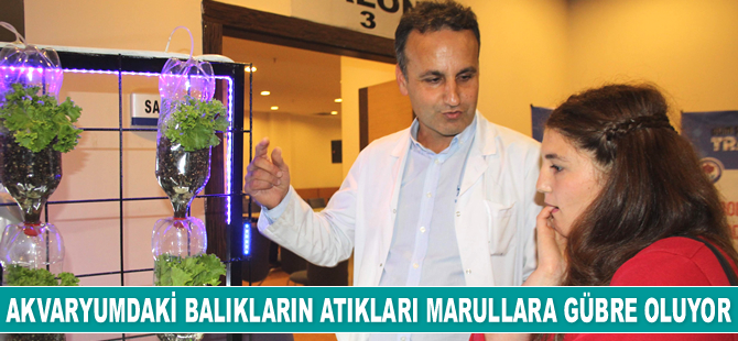 Akvaryumdaki balıkların atıkları marullara gübre oluyor