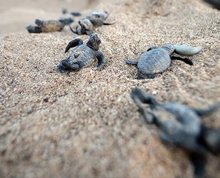 Belek'te 70 bin yavru caretta caretta denizle buluştu