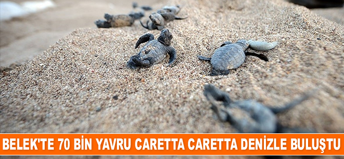 Belek'te 70 bin yavru caretta caretta denizle buluştu