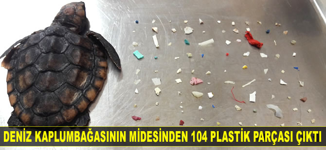 Ölen yavru deniz kaplumbağasının midesinden 104 plastik parçası çıktı