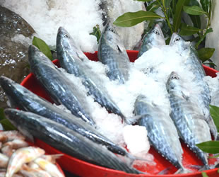 Palamut fiyatı rekor kırarken hamsi düşüşe geçti