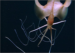 Petrol yerine yeni bir deniz canlısı buldu