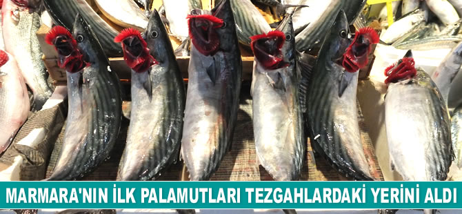 Marmara'nın ilk palamutları tezgahlardaki yerini aldı