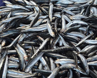Karadeniz’de kötü hava, balık fiyatlarını etkiledi