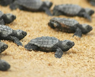 Caretta carettaların yumurta sezonu sona erdi