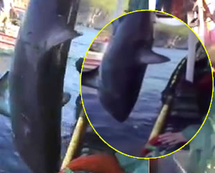 Balıkesir'de köpek balığını dövdüler