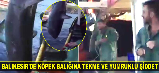 Balıkesir'de köpek balığını dövdüler