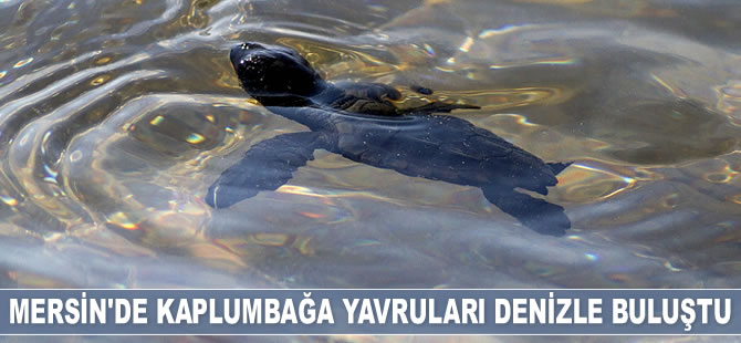 Mersin'de kaplumbağa yavruları denizle buluştu