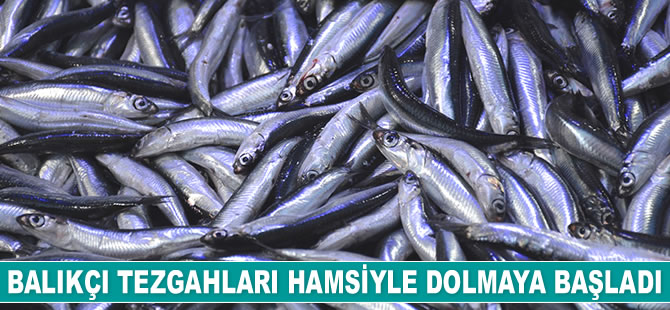 Karadeniz’de hamsi bolluğu yaşanıyor