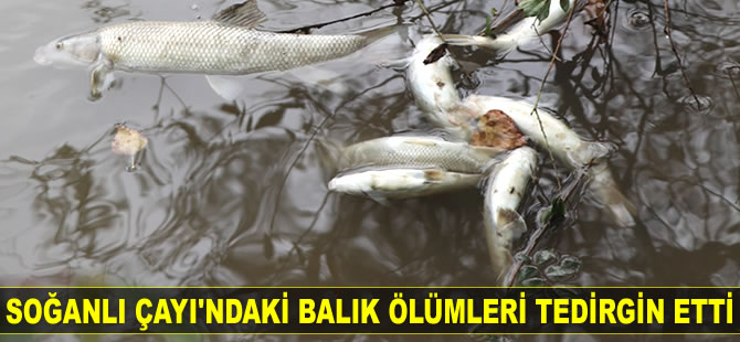 Karabük'teki balık ölümleri vatandaşları tedirgin etti