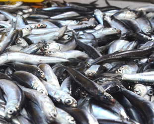 Tezgahlarda hamsinin fiyatı her gün değişiyor