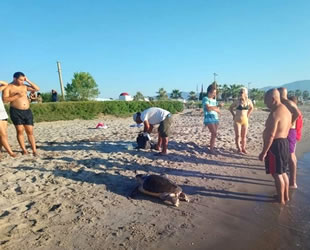 Kuşadası’nda 3 adet deniz kaplumbağası ölü olarak bulundu