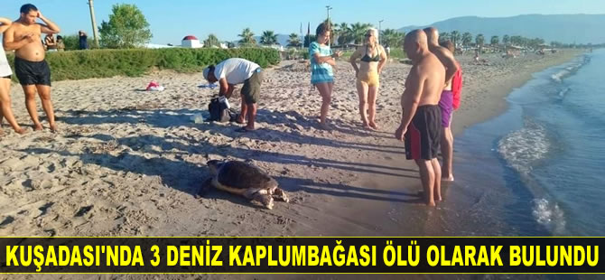 Kuşadası’nda 3 adet deniz kaplumbağası ölü olarak bulundu