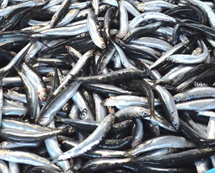 Sezon erken başladı, denizlerde hamsi azaldı