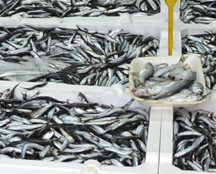 Ordulu balıkçılar, palamudu sabırsızlıkla bekliyor