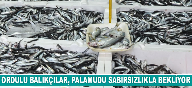 Ordulu balıkçılar, palamudu sabırsızlıkla bekliyor