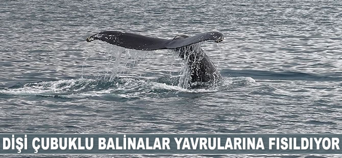 Dişi çubuklu balinalar yavrularına fısıldıyor