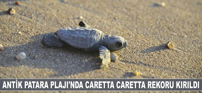 Antik Patara Plajı'nda caretta caretta rekoru kırıldı