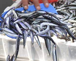 Karadeniz'de 'balık stokları tükeniyor' uyarısı yapıldı
