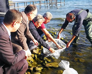 İznik Gölü'ne 6 bin adet yayın balığı bırakıldı