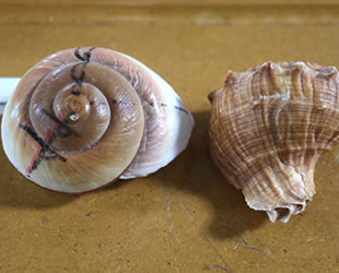 Adana’da ‘Altın Oran’ konferansı düzenlendi