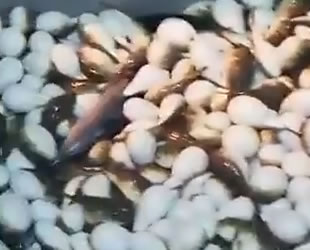 Antalyalı balıkçının ağlarına balon balıkları takıldı