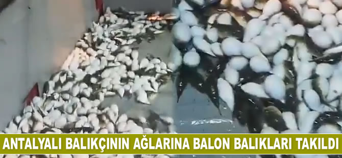 Antalyalı balıkçının ağlarına balon balıkları takıldı