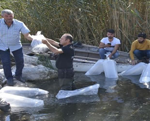 Gölhisar Gölü'ne 2 bin yayın balığı bırakıldı