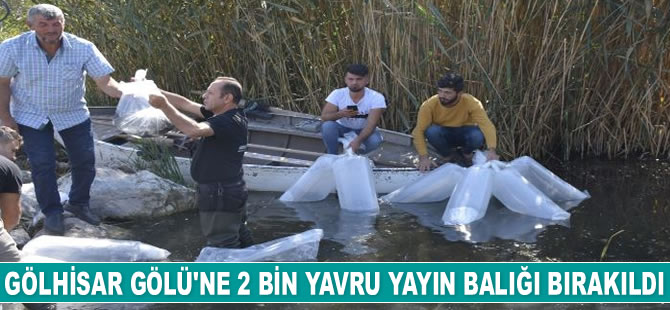 Gölhisar Gölü'ne 2 bin yayın balığı bırakıldı
