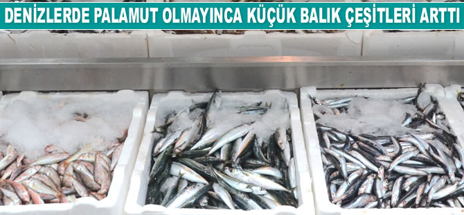 Denizlerde palamut olmayınca küçük balık çeşitleri arttı