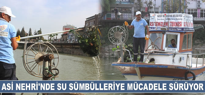Su sümbülleri, Asi Nehri’ni kaplamadan toplanıyor