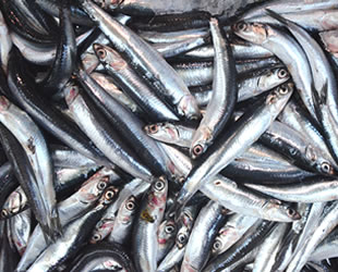 Bandırmalı balıkçıların yüzünü hamsi güldürdü