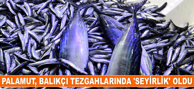 Palamut, balıkçı tezgahlarında ‘seyirlik’ oldu