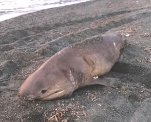 İzmir’de yarım tonluk köpek balığı karaya vurdu