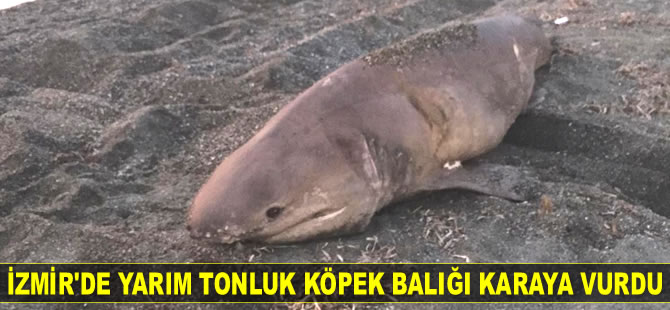 İzmir’de yarım tonluk köpek balığı karaya vurdu