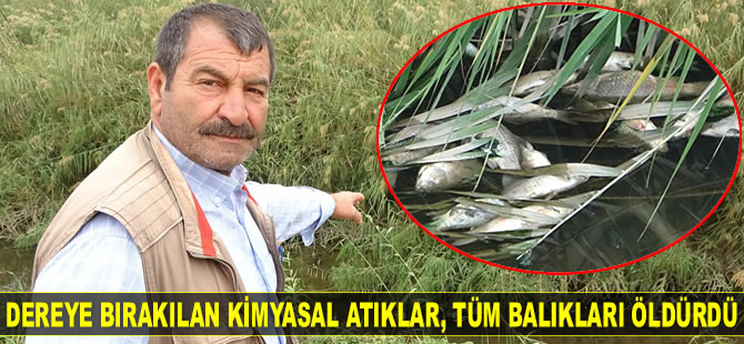 Bursa'da dereye bırakılan kimyasal atıklar, tüm balıkları öldürdü
