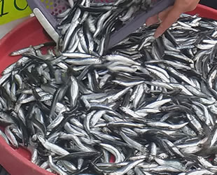 Batı Karadeniz’de hamsi bolluğu yaşanıyor