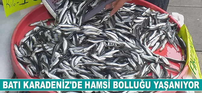 Batı Karadeniz’de hamsi bolluğu yaşanıyor