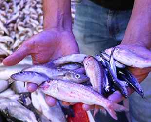Karadeniz’de sezon balıkları uygun fiyata alıcılarını bekliyor